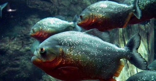 Sở hữu bộ răng sắc, nhọn, cá piranha có thể cắn đứt cả kim loại. DO đó, không ngạc nhiên khi một đàn cá Piranha có thể xơi tái một chú bò chỉ trong vòng 10 - 15 phút, còn với kích cỡ con người chắc tầm vài phút. Ảnh: Facebook.