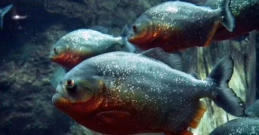 Sở hữu bộ răng sắc, nhọn, cá piranha có thể cắn đứt cả kim loại. DO đó, không ngạc nhiên khi một đàn cá Piranha có thể xơi tái một chú bò chỉ trong vòng 10 - 15 phút, còn với kích cỡ con người chắc tầm vài phút. Ảnh: Facebook.