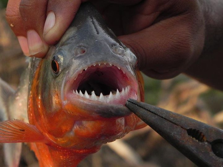 Cách đây vài năm, một cậu bé 11 tuổi người Peru không may khi trở thành nạn nhân của loài cá ăn thịt này. Ảnh: Facebook.