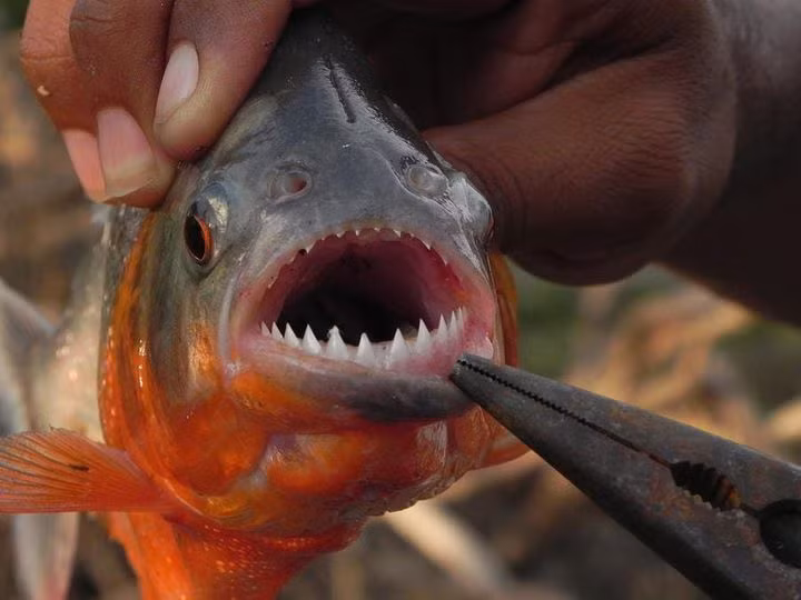Cách đây vài năm, một cậu bé 11 tuổi người Peru không may khi trở thành nạn nhân của loài cá ăn thịt này. Ảnh: Facebook.