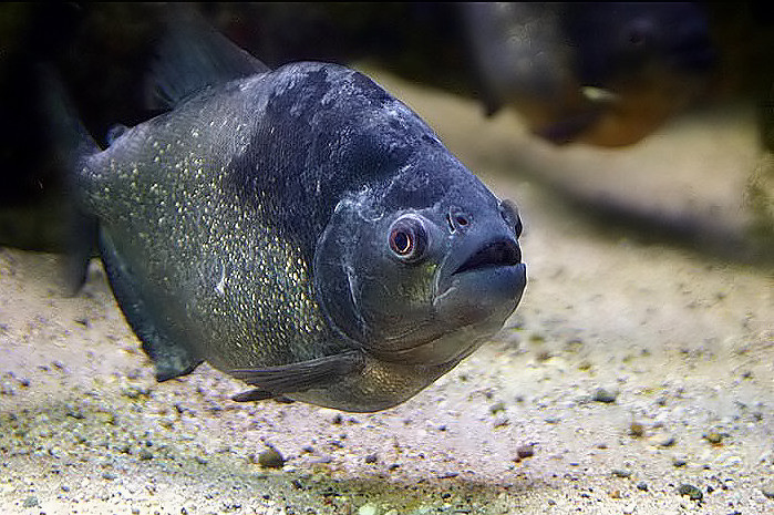 Người bán cho biết, phong trào nuôi cá hổ có từ năm 2018. Dân chơi cá cảnh độc lạ thích săn tìm piranha bởi chúng có màu sắc bắt mắt, nhiều chủng loại, thân hình nhỏ nhưng rất hung hãn, hiếu chiến. Ảnh: Wiki