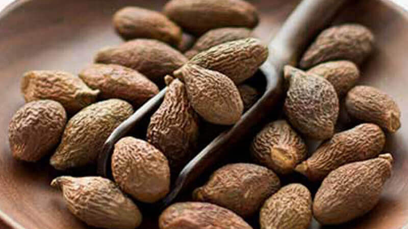 Hạt ươi thường xuất hiện nhiều ở các tỉnh phía Nam Bộ như Đồng Nai, Vũng Tàu… Ngoài ra, ngày nay loại cây này cũng được trồng nhiều ở các tỉnh Tây Nguyên như Kon Tum, Lâm Đồng, Gia Lai...Ảnh: Hoaquadaklak.