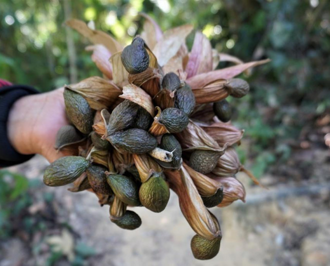 Theo lương y Nghĩa, tùy độ tuổi, mỗi ngày nên dùng từ 2-10 hạt cho vào ly nước lớn, uống đều trong 10-30 ngày rất tốt cho sức khỏe, đặc biệt với người hay thức khuya, lao động trí óc...Ảnh: Dân Việt