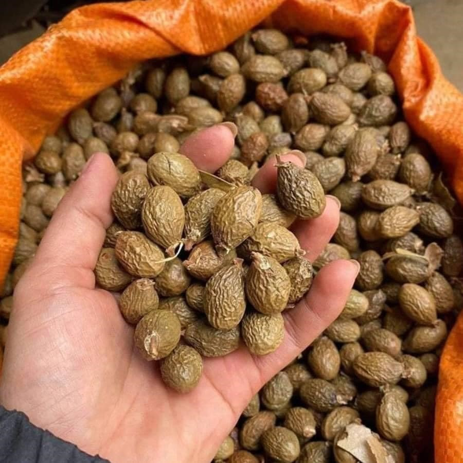 Thêm nữa, việc thu hái hay nhặt hạt trong rừng rất vất vả. Vì vậy, hàng nhiều khi không có để bán. Ảnh: Lao động