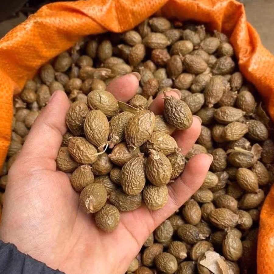 Thêm nữa, việc thu hái hay nhặt hạt trong rừng rất vất vả. Vì vậy, hàng nhiều khi không có để bán. Ảnh: Lao động