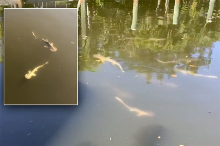 Thao chay khoi thuy trieu do chet choc, ca map boi ve kenh dao