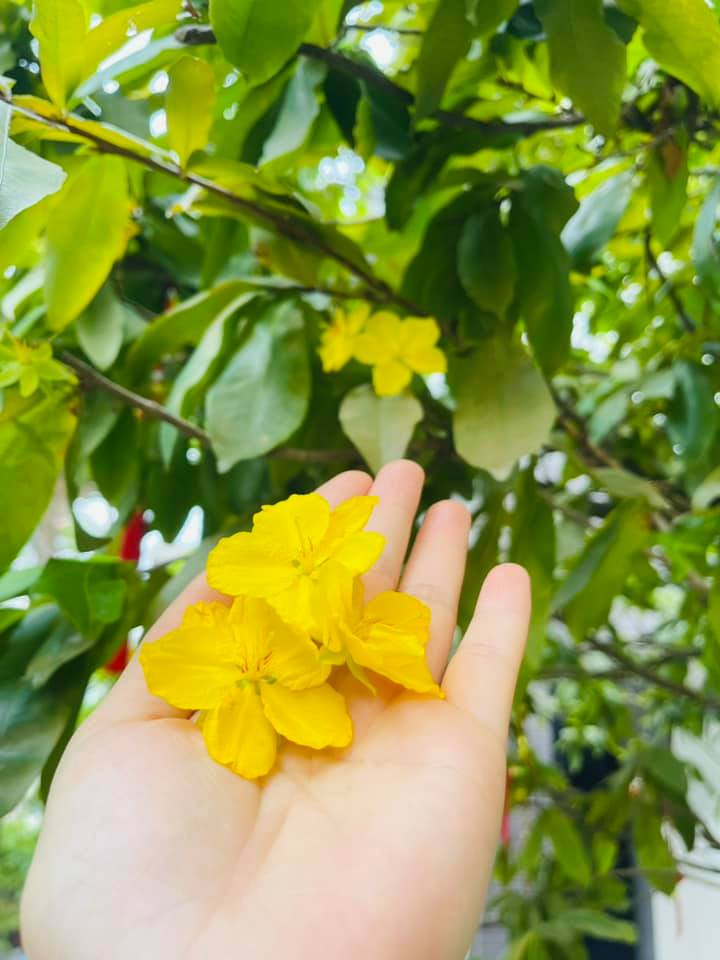 Nhành mai nở rộ vào tháng 9. Nguồn ảnh: FBNV
