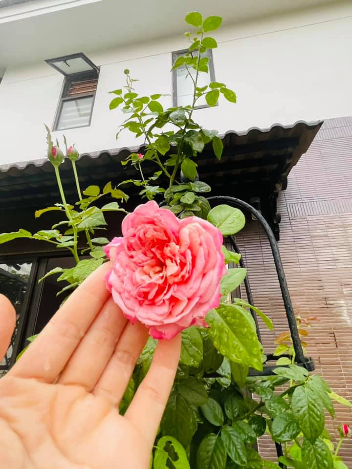 Nữ diễn viên cho biết phần lớn cây cảnh và hoa trong vườn được bạn bè tặng.