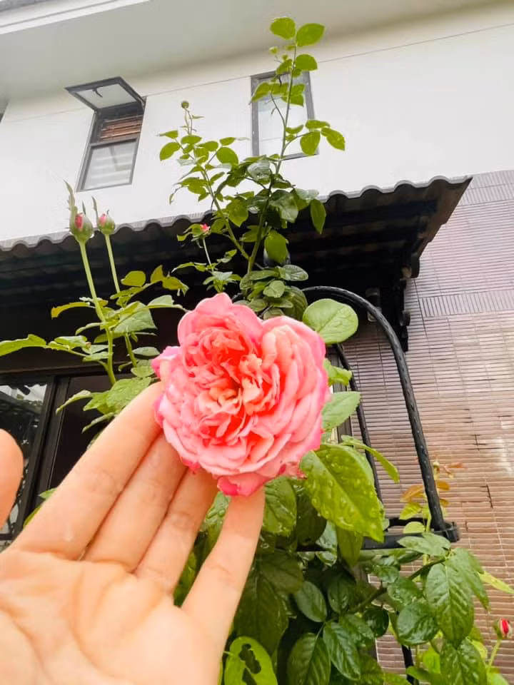 Nữ diễn viên cho biết phần lớn cây cảnh và hoa trong vườn được bạn bè tặng.