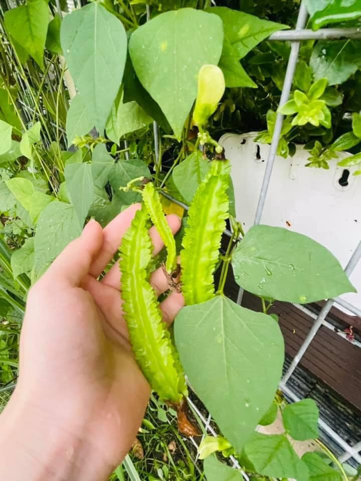 Niềm vui mỗi ngày của nữ diễn viên Tiếng sét trong mưa là thu hái rau mỗi ngày.