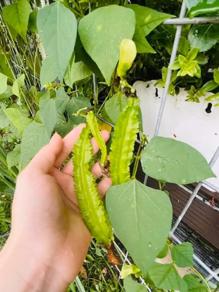 Niềm vui mỗi ngày của nữ diễn viên Tiếng sét trong mưa là thu hái rau mỗi ngày.