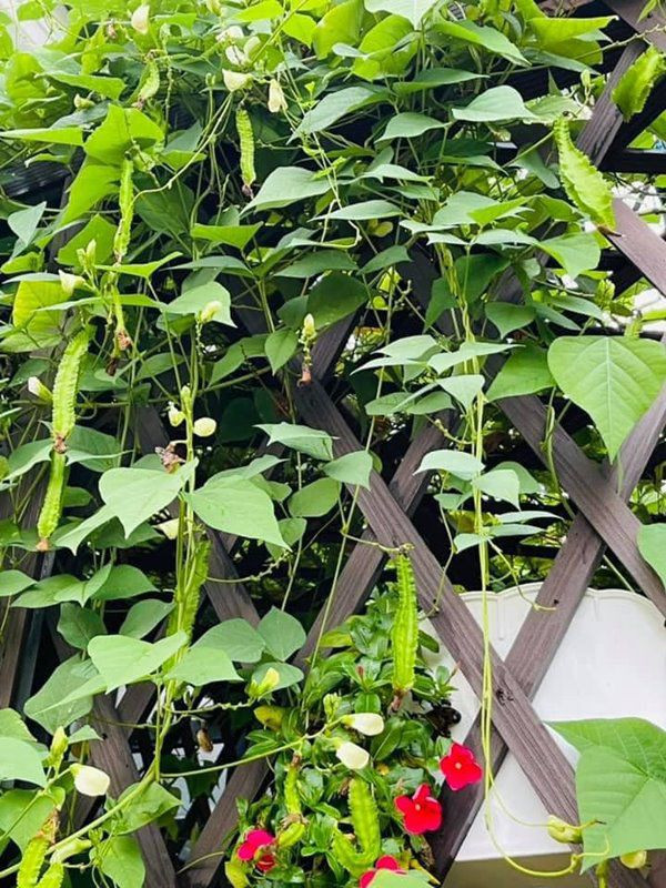 Các loại rau trong vườn nhà Nhật Kim Anh đều xanh mướt.