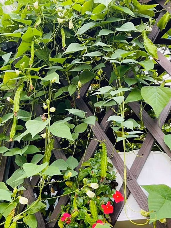 Các loại rau trong vườn nhà Nhật Kim Anh đều xanh mướt.