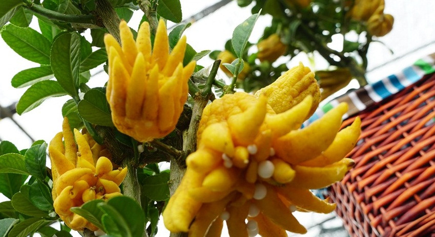 Bên cạnh quả dư thừa, phật thủ cũng là loại không ăn được nhưng rất hút khách dịp Tết Nguyên đán nhờ ý nghĩa may mắn và tốt lành. Ảnh: Lao động.