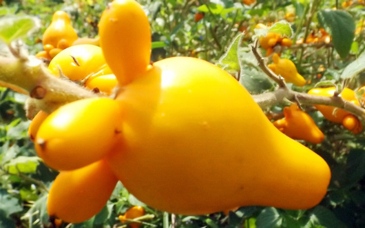 Quả có 5 phần “thịt dư” trên trái đều nhau thể hiện cho sự dư giả tròn đầy, sung túc, giá cũng sẽ đắt đỏ hơn những quả chỉ có 3-4 tai xòe ra. Ảnh: VOV.