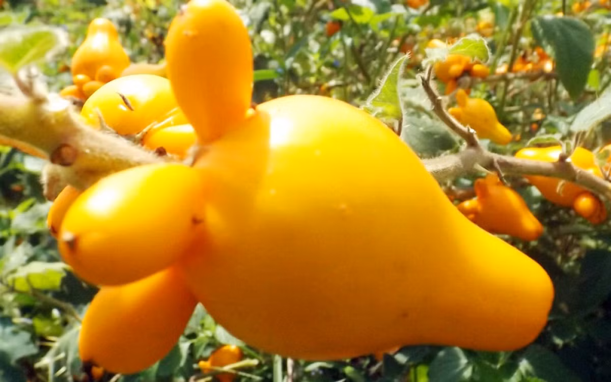 Quả có 5 phần “thịt dư” trên trái đều nhau thể hiện cho sự dư giả tròn đầy, sung túc, giá cũng sẽ đắt đỏ hơn những quả chỉ có 3-4 tai xòe ra. Ảnh: VOV.