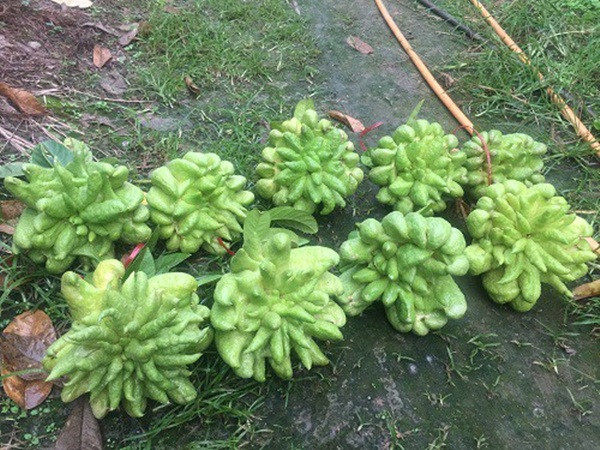 Giá phật thủ tại vườn dao động từ 40.000 - 200.000 đồng/quả tùy theo quả lớn bé. Đặc biệt, có những quả to giá lên đến hàng triệu đồng. Ảnh: Giadinhnet.