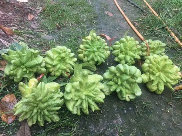 Giá phật thủ tại vườn dao động từ 40.000 - 200.000 đồng/quả tùy theo quả lớn bé. Đặc biệt, có những quả to giá lên đến hàng triệu đồng. Ảnh: Giadinhnet.