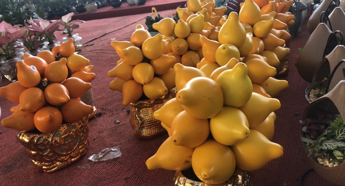 Quả dư thừa có màu vàng ươm, bóng, hình thù khá lạ với 5 tai xòe ra (phần thịt thừa) như hình bông hoa. Ảnh: VOV.