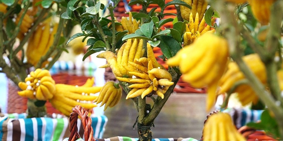 Vài năm gần đây, những cây phật thủ còn được nhà vườn đưa lên chậu thành bonsai đẹp mắt. Ảnh: Lao động.