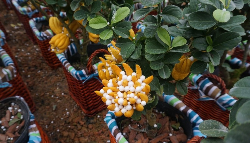 Mỗi chậu phật thủ có giá từ 1-3 triệu đồng. Chậu phật thủ to, đẹp giá có thể hàng chục triệu đồng. Ảnh: Lao động thủ đô.