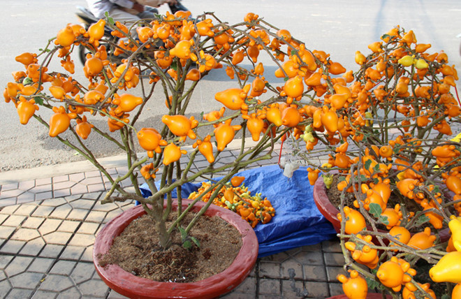 Ngoài quả, dư thừa được trang trí thành các chậu cảnh bán với giá từ 1,5-3 triệu đồng/chậu. Ảnh: Vietnamnet.