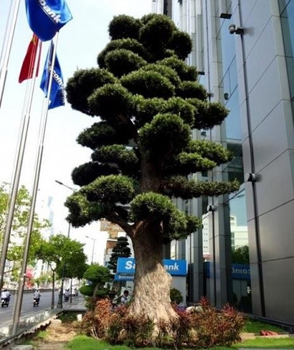 Đặc biệt trong khuôn viên này của ông có hơn 1.000 cây tùng cổ các loại được nhập về từ Nhật Bản. Ước tính, tổng giá trị vườn tùng trong nhà ông Trầm Bê lên tới hàng trăm tỷ đồng. Ảnh: Giadinhnet