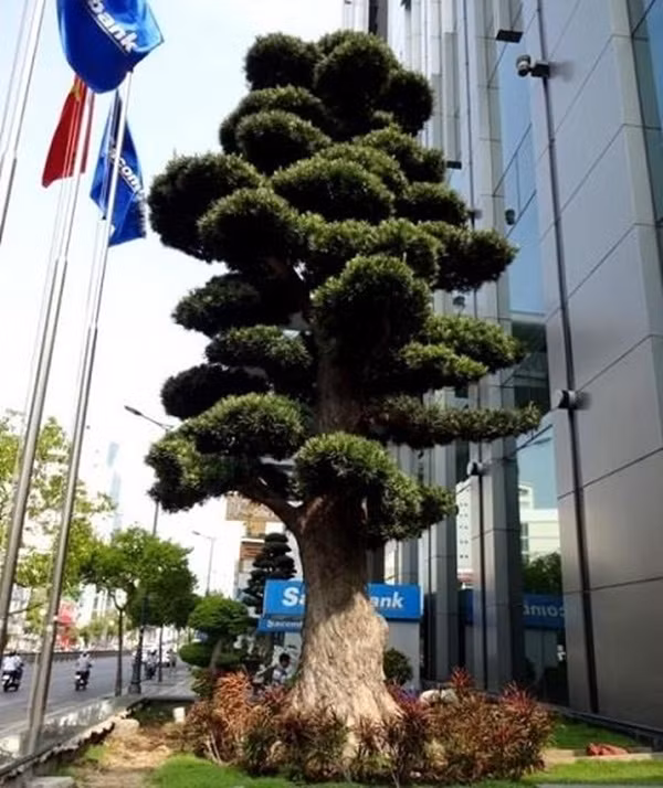 Đặc biệt trong khuôn viên này của ông có hơn 1.000 cây tùng cổ các loại được nhập về từ Nhật Bản. Ước tính, tổng giá trị vườn tùng trong nhà ông Trầm Bê lên tới hàng trăm tỷ đồng. Ảnh: Giadinhnet