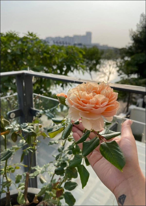 Hoa hồng Vân Hugo tự trồng trong vườn nhà. Nguồn ảnh: FBNV.