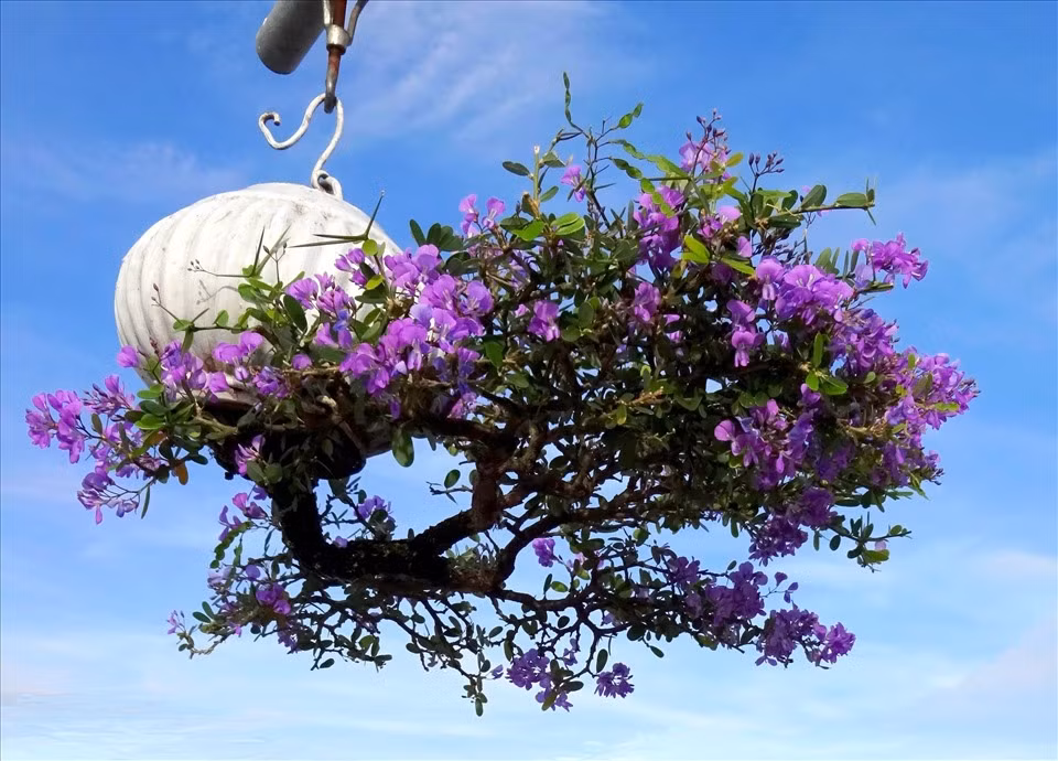 Lúc đầu, ông Thạnh chỉ trồng trong các chậu nhỏ, sau đó tạo tác thêm cả những chậu lớn và các loài cây khác nhau như mít, cam, nhiều loại hoa hồng, lan, ly... cũng được trồng theo kiểu ngược. Ảnh: Lao động