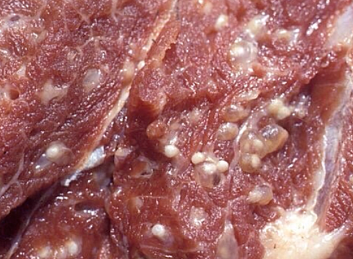 Có thể cắt thịt theo thớ dọc và quan sát. Nếu miếng thịt có những đốm trắng to bằng đầu kim, hoặc thớ thịt có hình sợi hay hình bầu dục to thì thịt đã bị nhiễm giun sán.