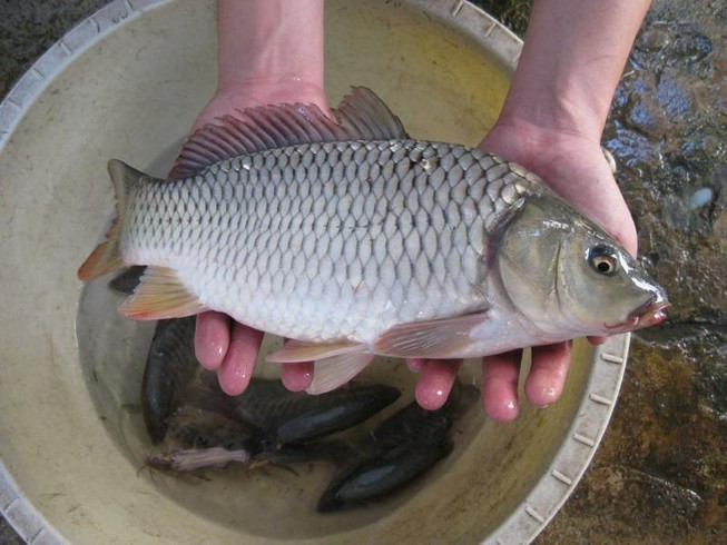 Với cá, nên để ý phần mắt. Nếu là loại cá ngon thì mắt sẽ lồi ra trong veo, giác mạc trong suốt đàn hồi và có thể thấy rõ phần con ngươi bên trong. Còn cá ươn thì mắt có màu trắng đục hoặc xỉn màu.