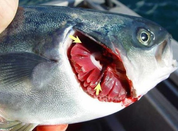 Mang cá tươi có màu đỏ hồng, không phải màu xám, nâu, nhiều chất nhờn hay mùi hôi khó chịu như cá ươn.