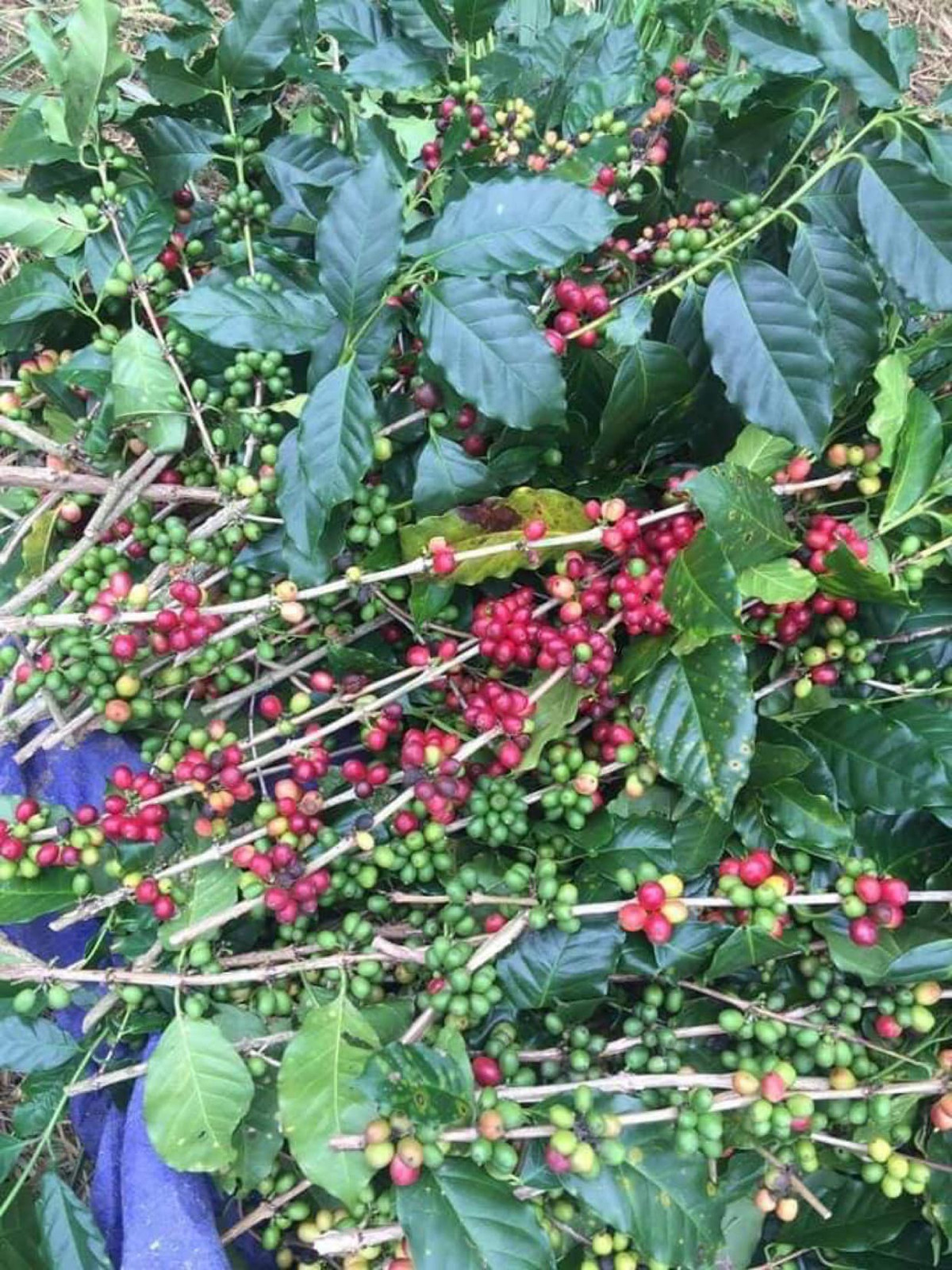 Đợt này, cành cà phê đã "hạ nhiệt" nên chị Hà mới quyết định mua về cắm thử. Ảnh: Facebook