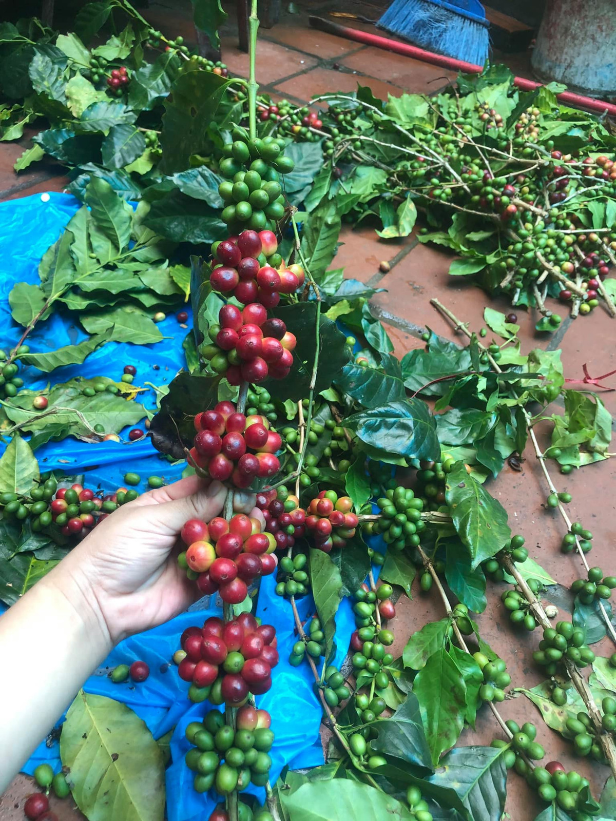 Những cành cà phê dài khoảng 65 - 80 cm, có xanh có chín. Quả xanh cắm sẽ chín dần. Ảnh: Facebook