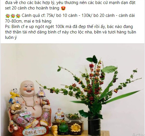 Trên chợ mạng, cành cà phê tươi được rao bán từ 75.000 - 100.000 đồng/10 cành, 130.000 đồng/20 cành. Ảnh: Facebook
