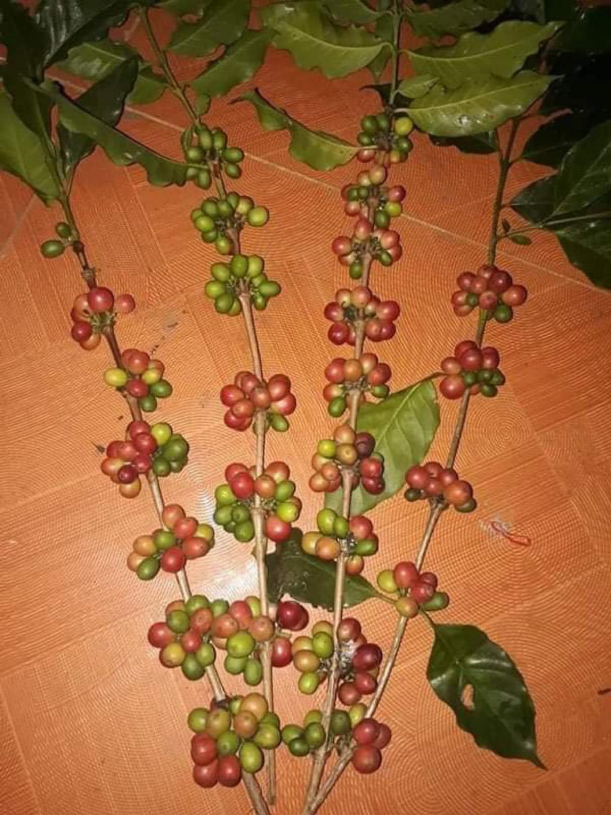 Khi đó, một bình cành cà phê tươi phải có giá đến tiền triệu nhưng muốn mua cũng không có hàng. Ảnh: Facebook