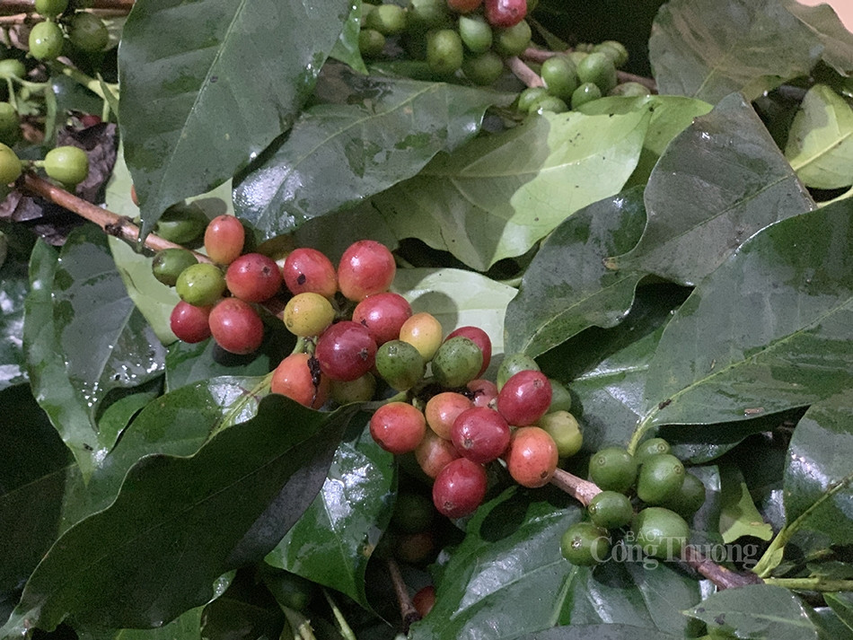 Không chỉ vậy, cành cà phê còn có thể chơi được lâu, từ 12 - 15 ngày. Ảnh: Báo Công Thương