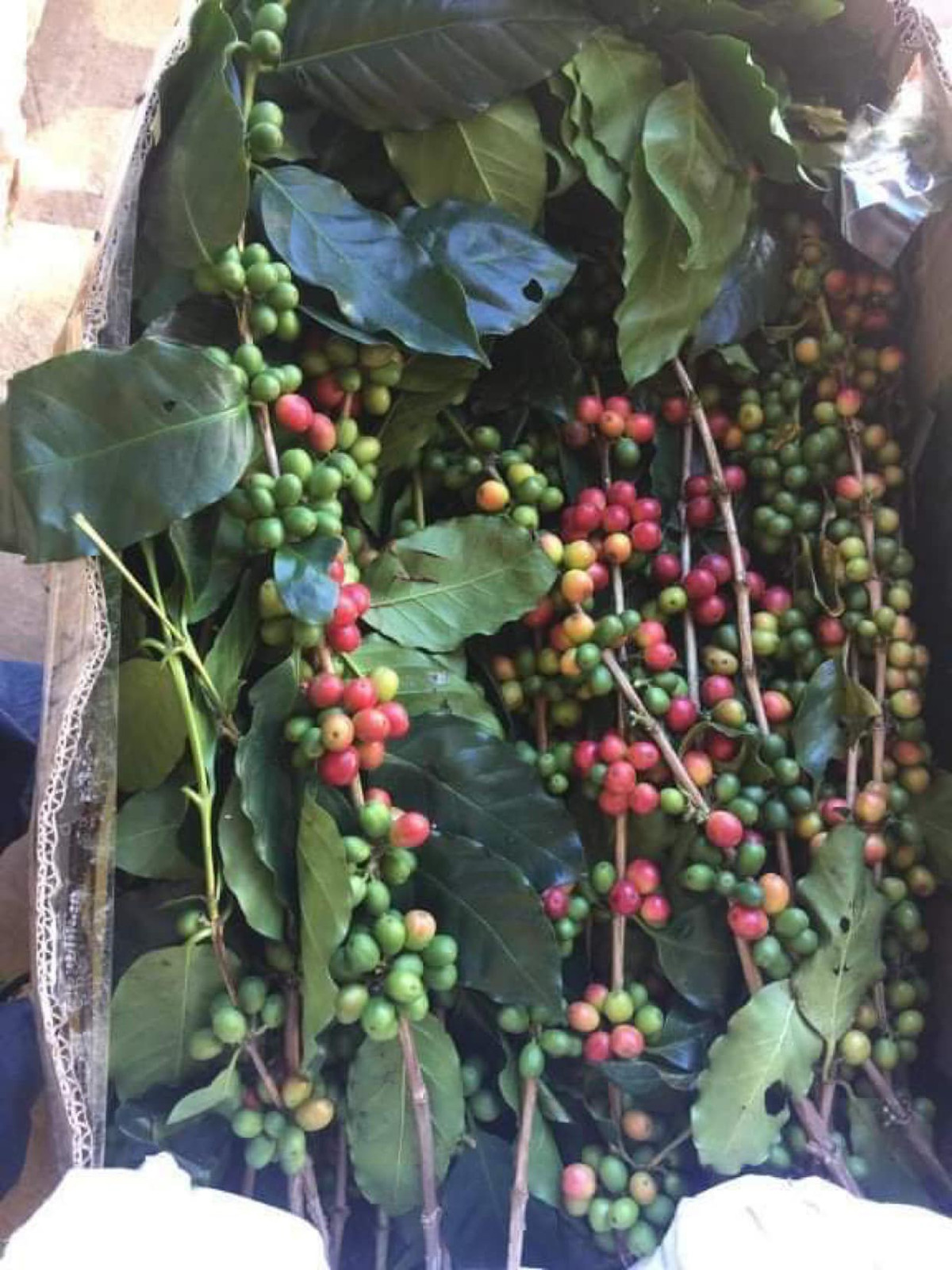 Chị Hoà (Bắc Từ Liêm, Hà Nội) cũng rất thích thú với những cành cà phê tươi cắm bình. Theo chị, cành cà phê cắm bình vừa giúp trang trí lại còn có quả để sử dụng luôn. Ảnh: Facebook