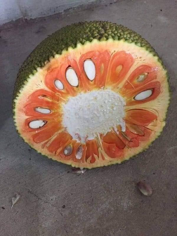 Dù giá đắt hơn nhiều so với mít Thái nhưng mít ruột đỏ vẫn được đông đảo khách hàng đặt mua. Tuy nhiên, số lượng mít ruột đỏ hiện không nhiều nên lúc nào cũng trong tình trạng cháy hàng. Ảnh: Facebook.