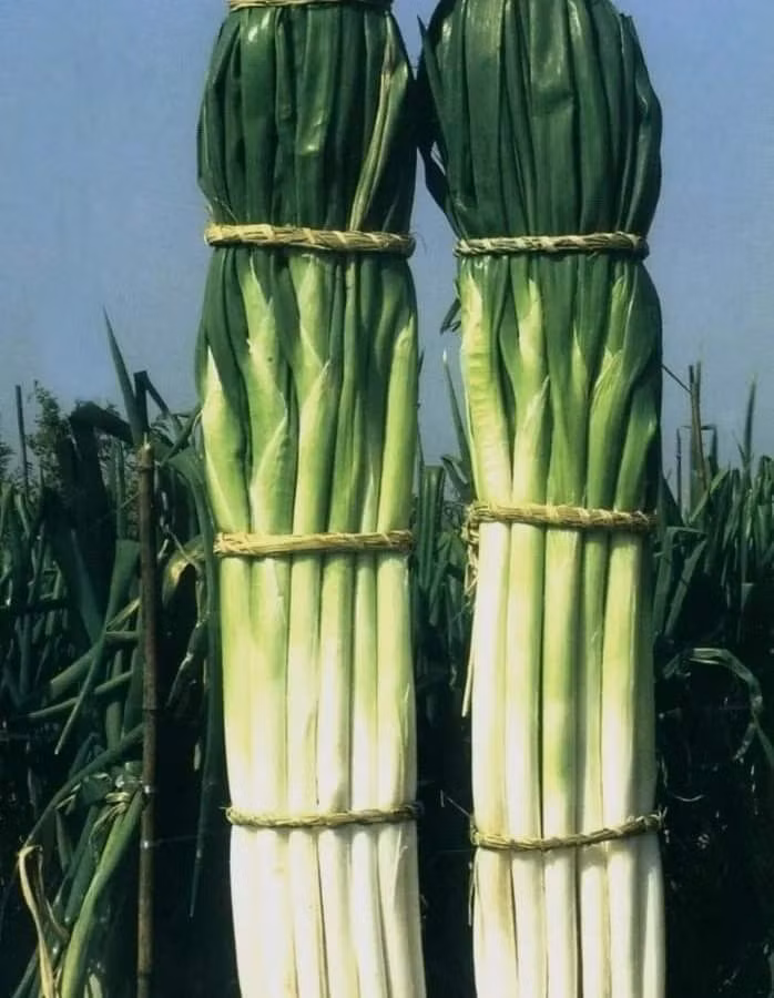 Hành lá là loại cây gia vị quen thuộc, chúng được dùng rất nhiều trong các món ăn hàng ngày. Thông thường, cây hành lá chỉ dài vài chục cm, nhưng tại Trung Quốc có một nơi trồng được cây hành lá khổng lồ khiến ai cũng phải tròn mắt ngạc nhiên. Ảnh: Trend FB