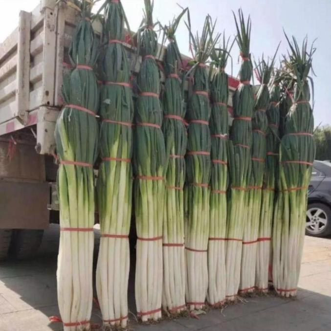 Loại hành lá này có độ giòn và vị ngọt đặc trưng. Ảnh: Dayday News.