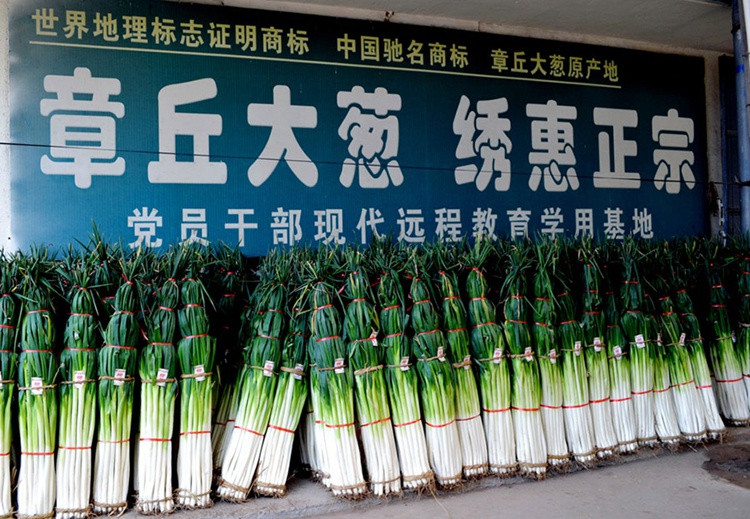 Cây hành lá Chương Khâu không chỉ có kích thước to lớn mà còn chứa rất nhiều chất dinh dưỡng có lợi cho sức khỏe như: vitamin B, C, canxi, magie, sắt, selen... Ảnh: La Post.