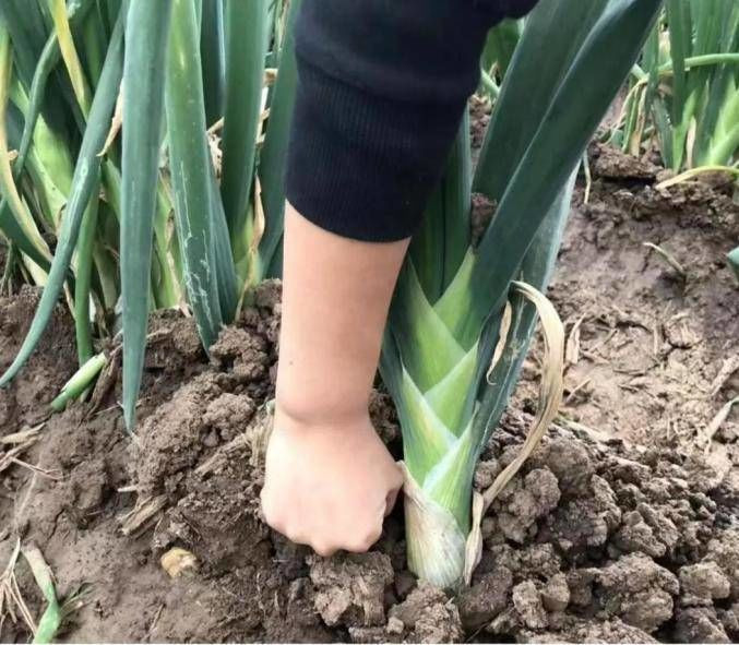 Để khuyến khích những người nông dân trồng hành lá, Chương Khâu còn tổ chức cuộc thi trồng hành lá để tìm ra người trồng được cây hành cao nhất mỗi năm và giải thưởng lên tới 4.600 đô (khoảng hơn 100 triệu đồng). Ảnh: China News