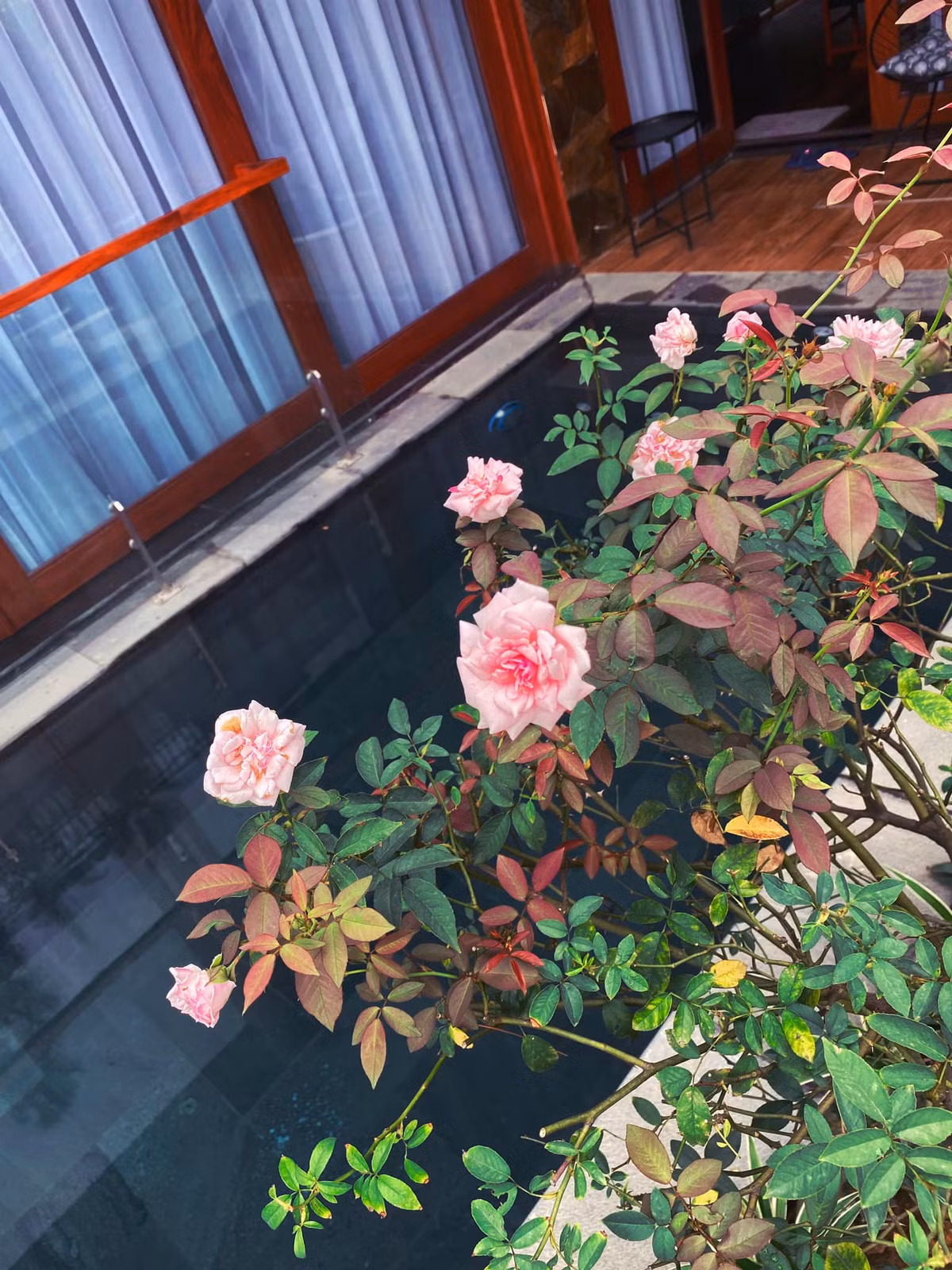 Trong nhà, chị Trang còn trồng nhiều loại hoa.