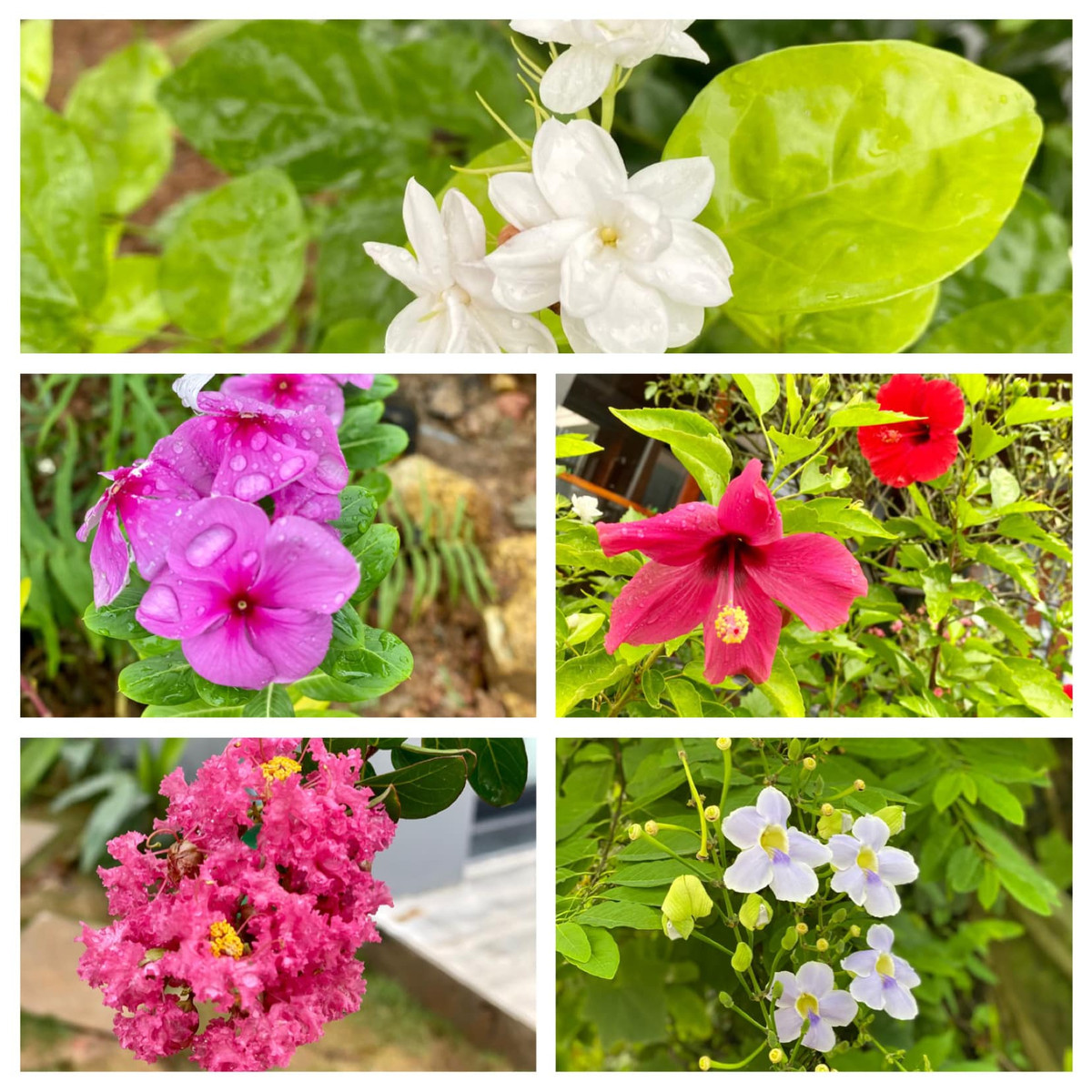 Hoa lá điểm tô nét duyên dáng cho không gian sống của gia chủ.