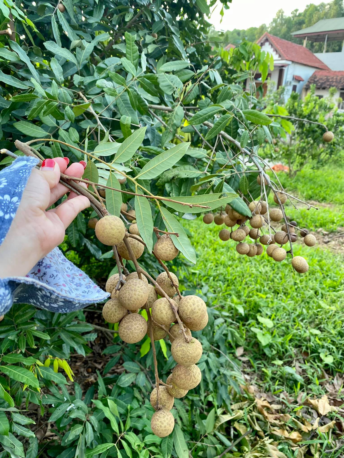 Góc vườn giúp chị Trang tự cung tự cấp nhiều thực phẩm trong những ngày giãn cách xã hội.