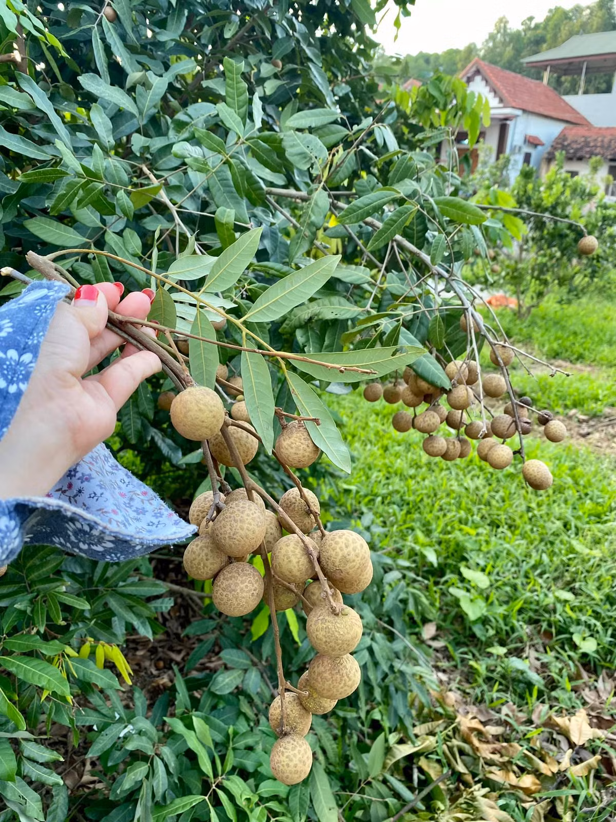 Góc vườn giúp chị Trang tự cung tự cấp nhiều thực phẩm trong những ngày giãn cách xã hội.