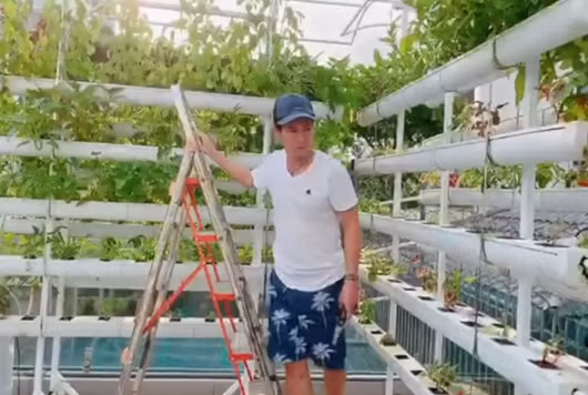 Khi thu hoạch, Lý Hải phải sử dụng thang. Ảnh chụp màn hình.