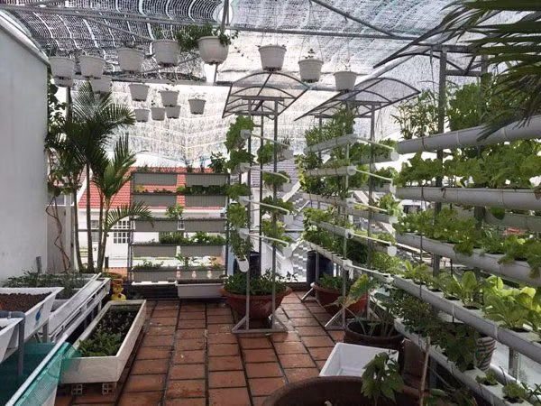 Phương pháp trồng rau thủy canh Thu Phương chọn là trồng cây không cần dùng đến đất, thay vào đó cây hút trực tiếp chất dinh dưỡng từ các dung dịch dinh dưỡng, không tốn công chăm sóc. Ảnh: FBNV.